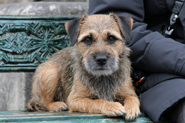 Border Terrier Temperament And Behavior