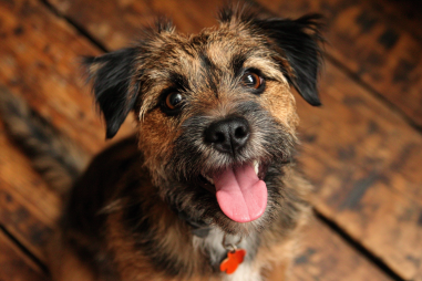 Border Terrier Behavior Problems