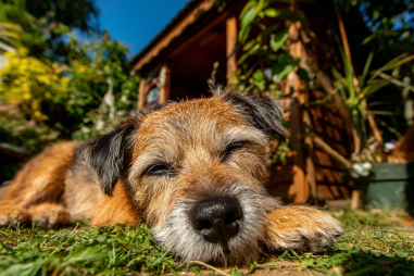 Border Terrier Life Expectancy