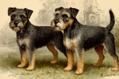 Border Terrier History And Origin