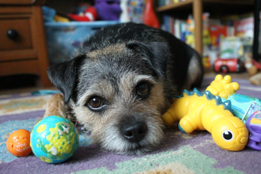 Border Terrier Mental Stimulation Ideas