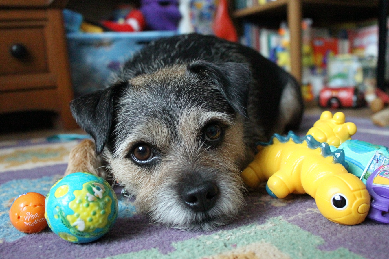 Border Terrier Mental Stimulation Ideas