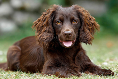 Boykin Spaniel Temperament