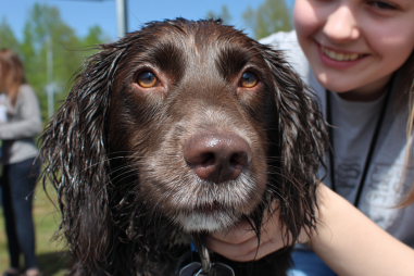 Boykin Spaniel Grooming Tips
