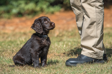 Boykin Spaniel Training Guide