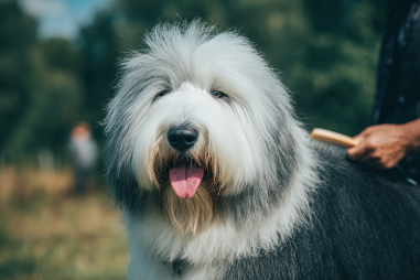 Old English Sheepdog Coat Care And Maintenance