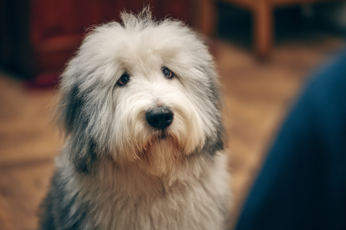 Old English Sheepdog Common Behavioral Problems