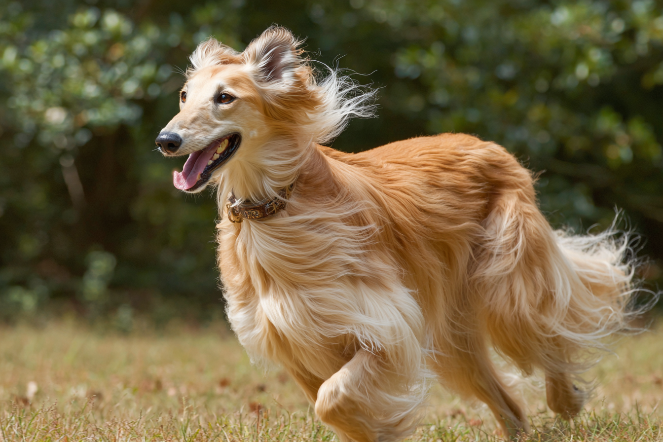 Saluki Grooming Guide