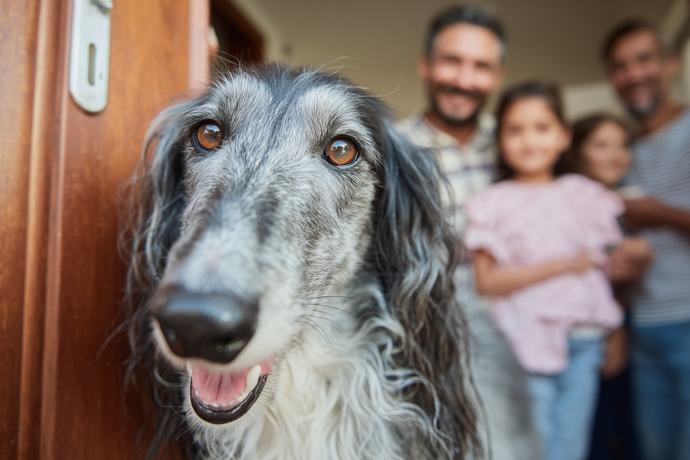 Saluki Diet And Nutrition Feeding Your Dog For Optimal Health