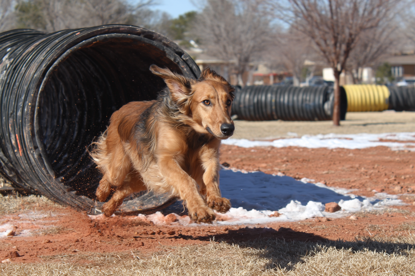 Training Saluki For Agility