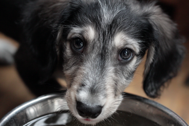 Saluki Diet For Puppies
