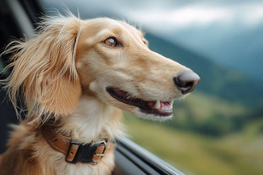 Saluki Travel Tips