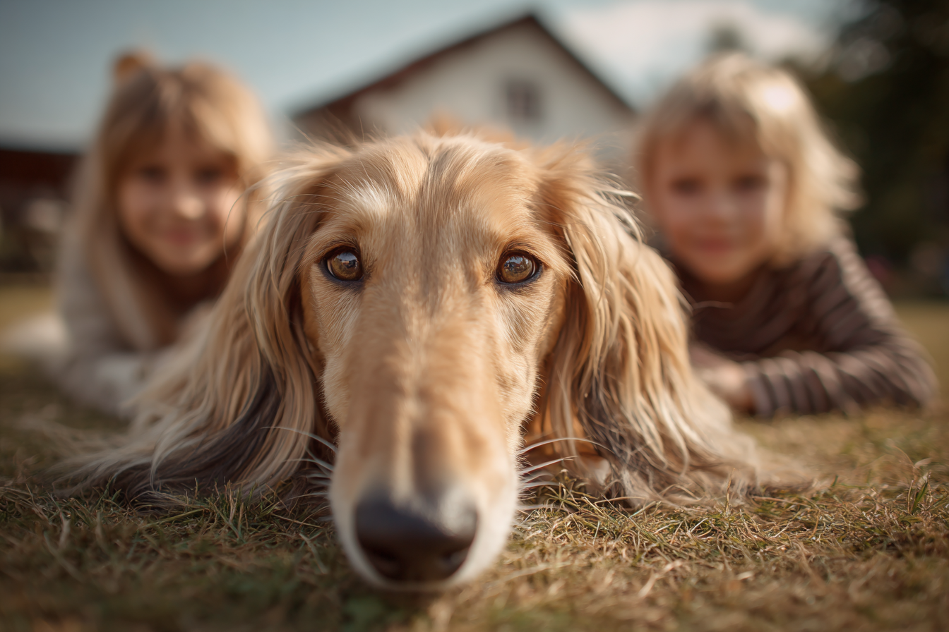 Saluki Interaction With Children