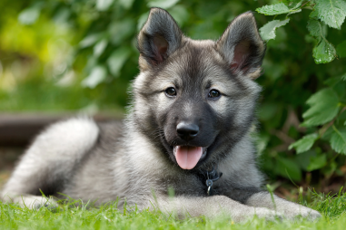 Norwegian Elkhound Puppy Care Tips