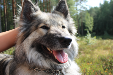 Norwegian Elkhound Grooming Guide