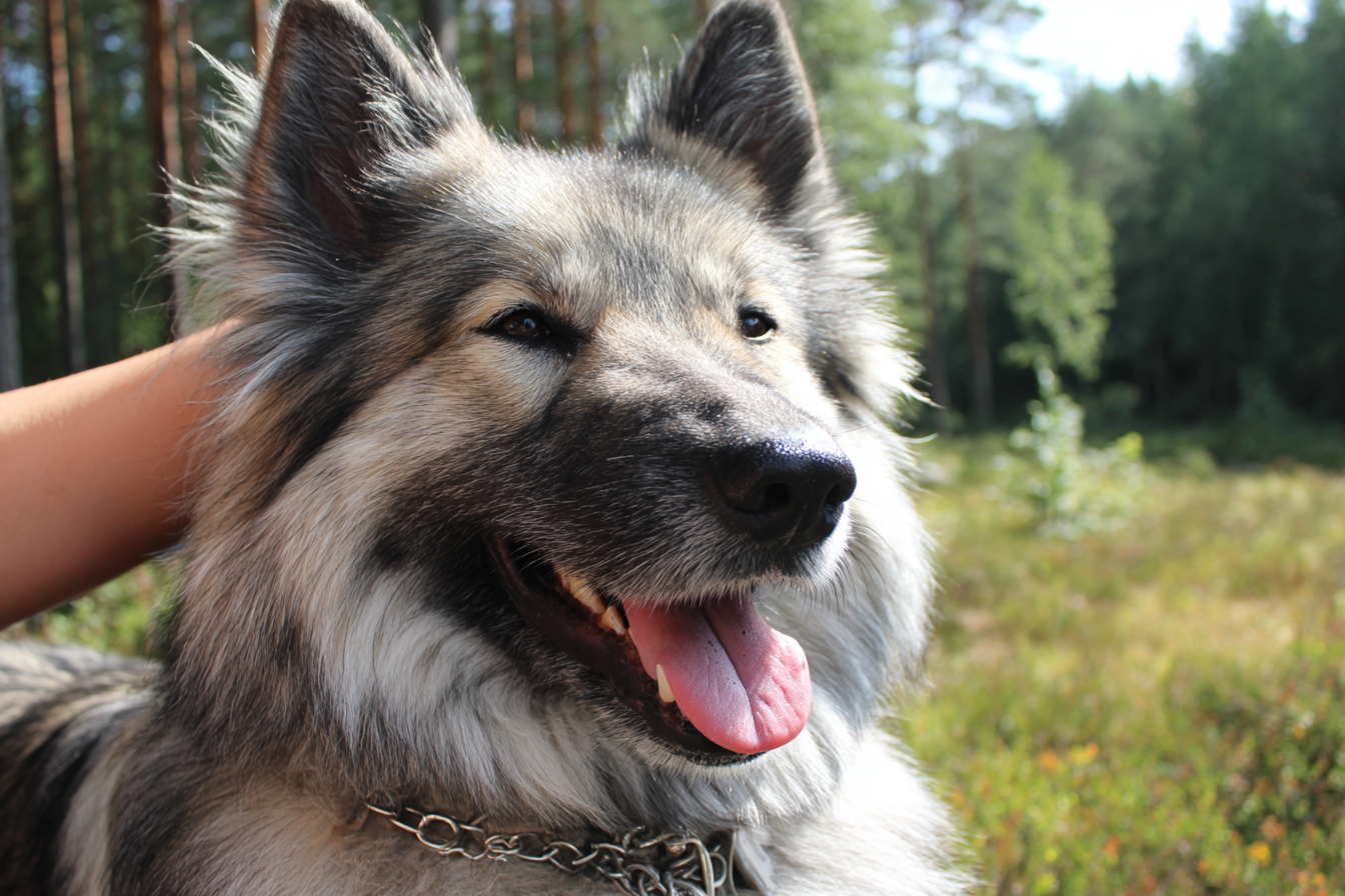 Norwegian Elkhound Grooming Guide