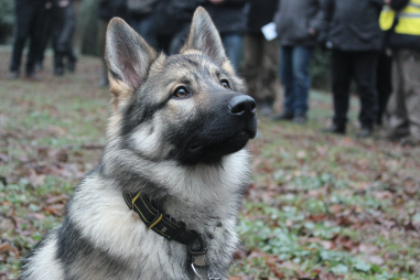 Norwegian Elkhound Training Methods