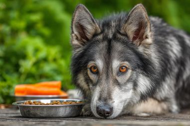 Norwegian Elkhound Diet Recommendations