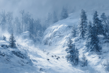Norwegian Elkhound History And Origin