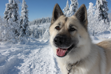 Norwegian Elkhound In Cold Climates