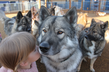 Norwegian Elkhound Socialization Guide