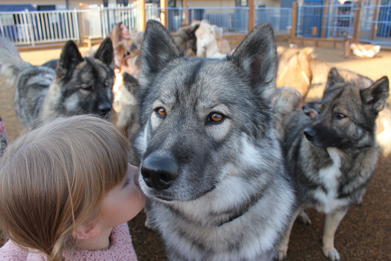 Norwegian Elkhound Socialization Guide