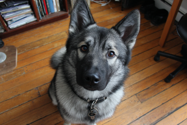 Norwegian Elkhound Common Behavioral Problems