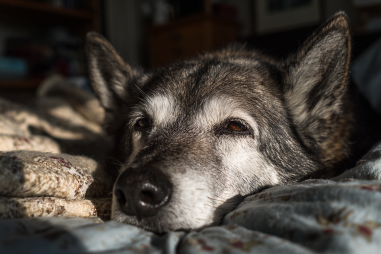 Norwegian Elkhound Senior Care Tips