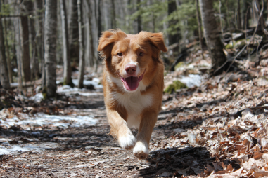 Nova Scotia Duck Tolling Retriever Exercise Needs