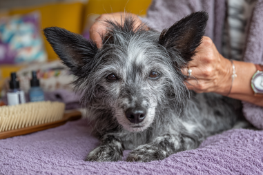 Chinese Crested Dog Grooming Tips