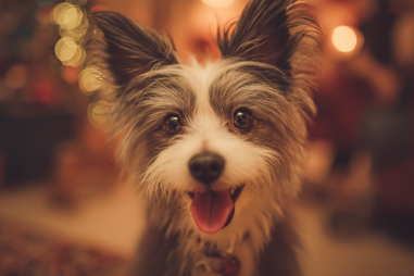 Chinese Crested Dog Behavior And Personality