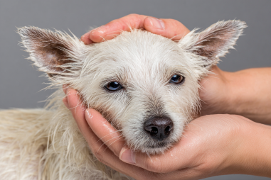 Chinese Crested Dog Skin Care