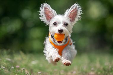 Chinese Crested Dog Exercise Needs