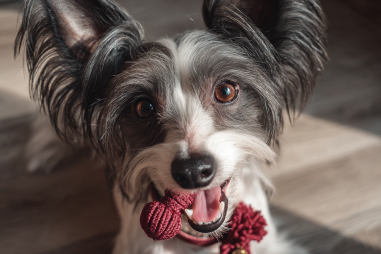 Chinese Crested Dog Dental Care