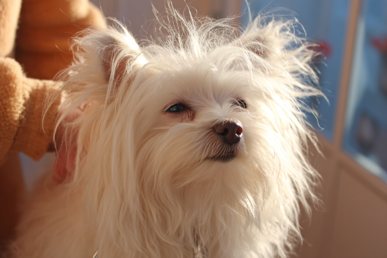 Chinese Crested Dog Powderpuff Care