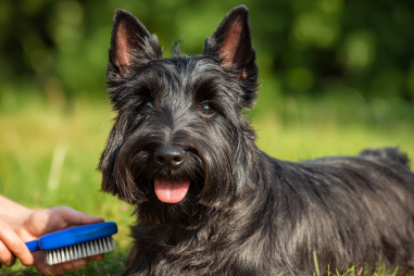 Scottish Terrier Grooming Tips