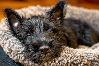 Scottish Terrier Puppy Care