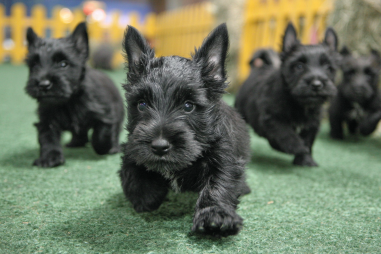 Scottish Terrier Puppy Socialization