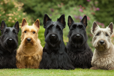 Scottish Terrier Coat Types And Colors