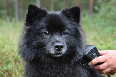 Schipperke Grooming Guide