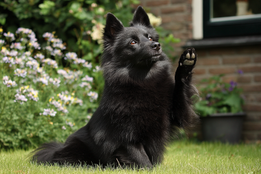 Schipperke Training Techniques