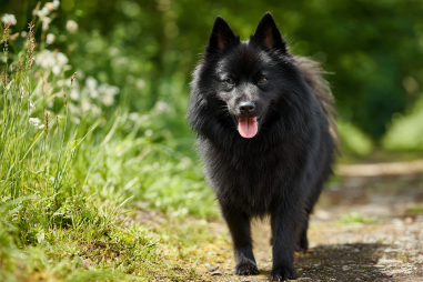 Schipperke Exercise And Activity Needs