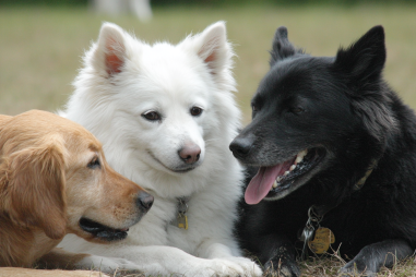 Schipperke Socialization Tips