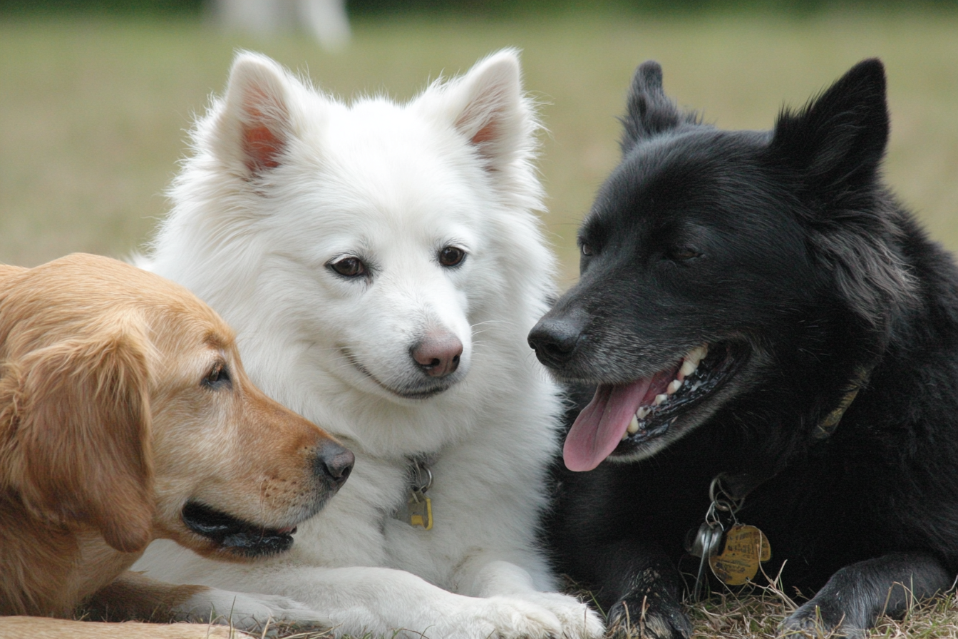 Schipperke Socialization Tips