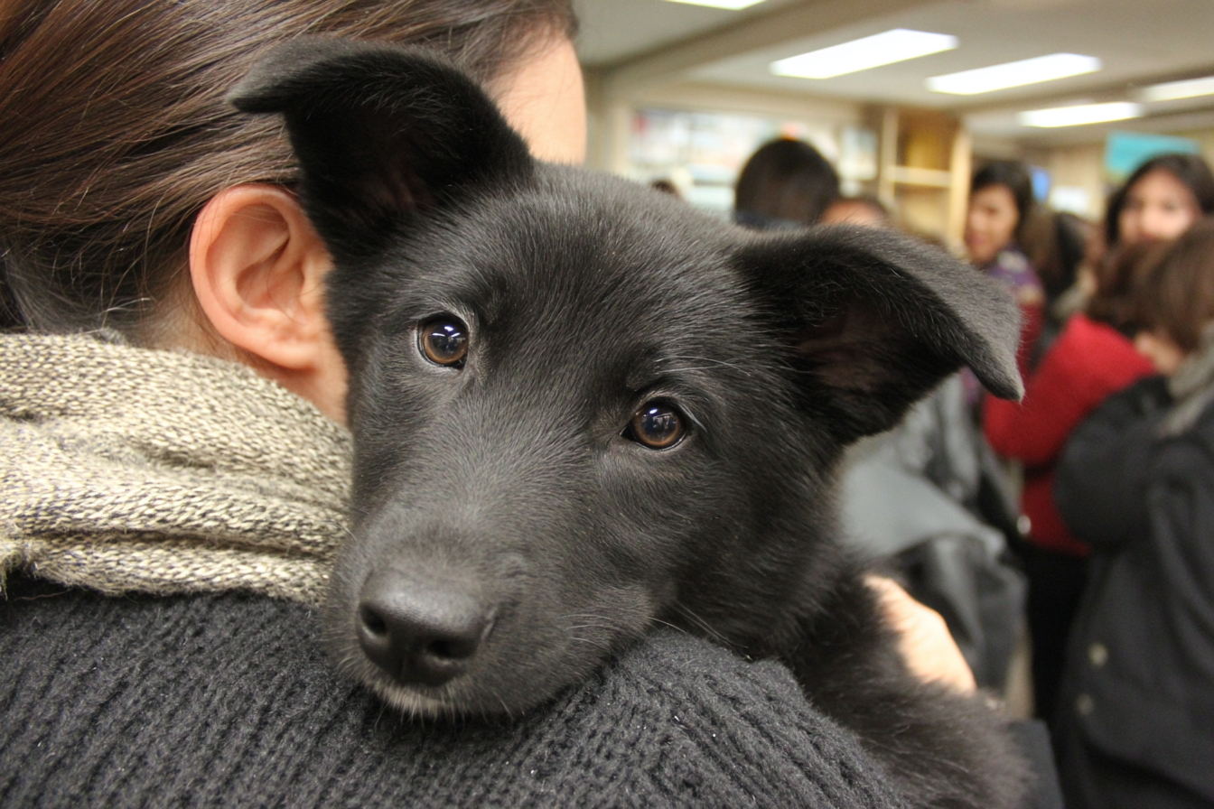 Schipperke Adoption And Rescue Information