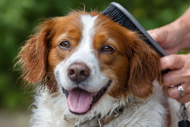Brittany Dog Grooming Tips