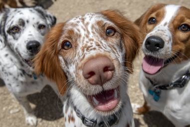 Brittany Dog Socialization Tips