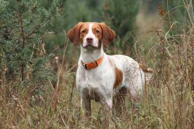Brittany Dog Hunting Instincts