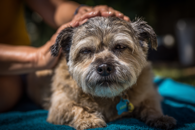 Affenpinscher Grooming Guide
