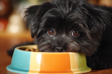 Affenpinscher Diet And Nutrition